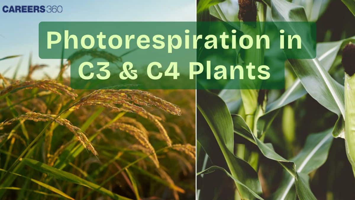 Photorespiration In C3 And C4 plants: Overview, Examples, Materials